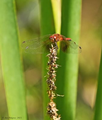 Band-winged Meadowhawk