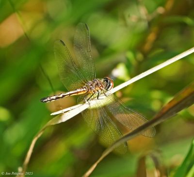 Dragonflies