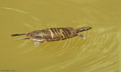 Reptiles and Amphibians