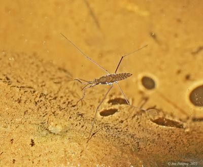 Water Strider