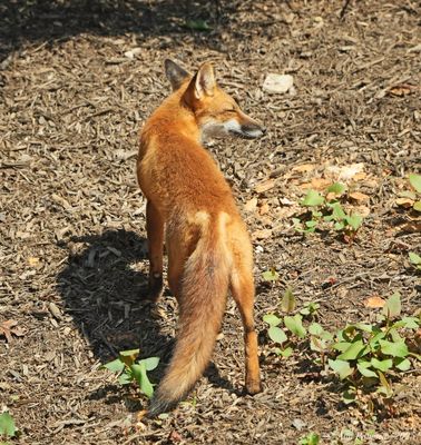 Red Fox Kit