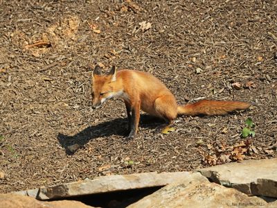 Red Fox Kit
