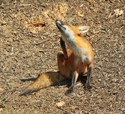 Red Fox Kit