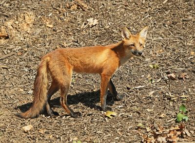 Red Fox Kit