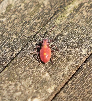 True Bugs
