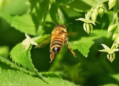 Western Honey Bee