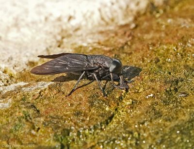 Black Horsefly