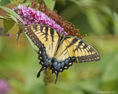 Eastern Tiger Swallowtail 