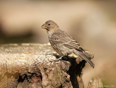 House Finch