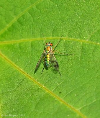 Flies