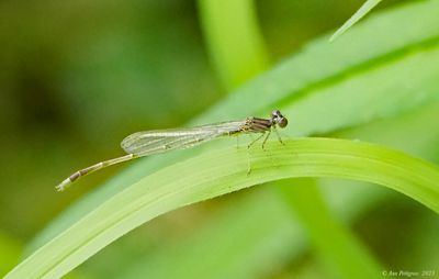 Orange Bluet