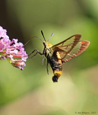Moths