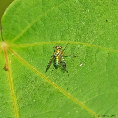 Longlegged Fly