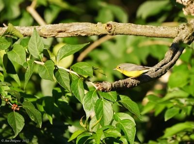 Canada Warbler