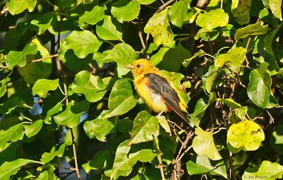 Tanagers and Cardinals