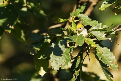 Chestnut-sided Warbler