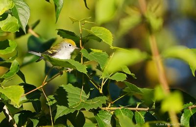 Chestnut-sided Warbler