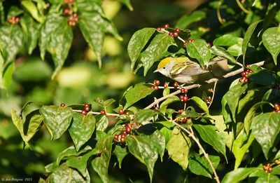 Chestnut-sided Warbler