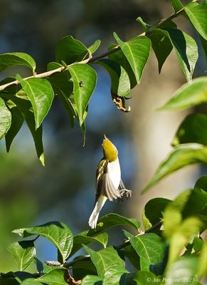 Wood-Warblers