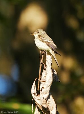 Eastern Wood-Pewee