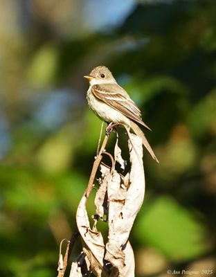 Flycatchers