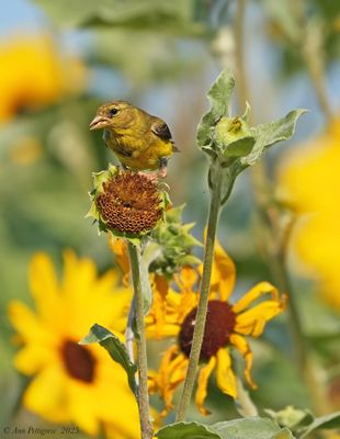 Finches and Old World Sparrows