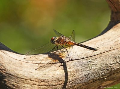 Blue Dasher - female