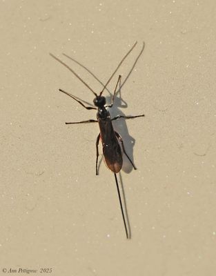 Braconid Wasp