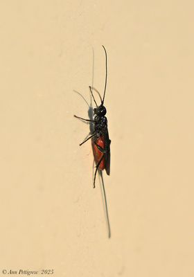 Bees, Wasps, Ants, Sawflies & Ichneumons