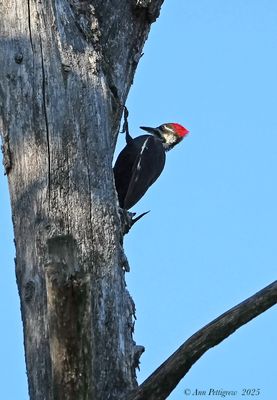 Woodpeckers