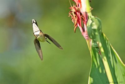 Ruby-throated Hummingbird