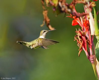 Ruby-throated Hummingbird