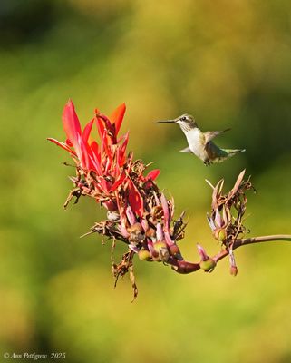 Ruby-throated Hummingbird on Canna Lily