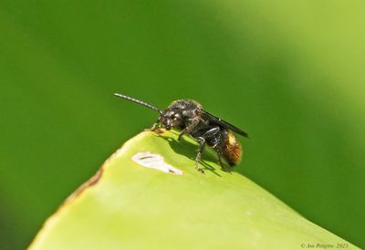 Two-spotted Scoliid Wasp