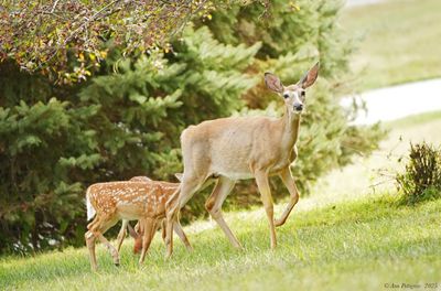 White-tailed Deer