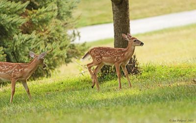 White-tailed Fawns