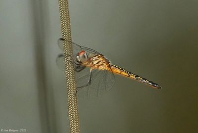 Blue Dasher