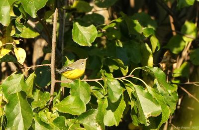 Magnolia Warbler