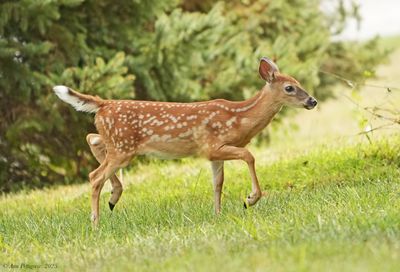White-tailed Fawn