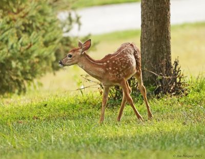 White-tailed Fawn