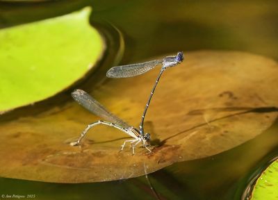 Dusky Dancer
