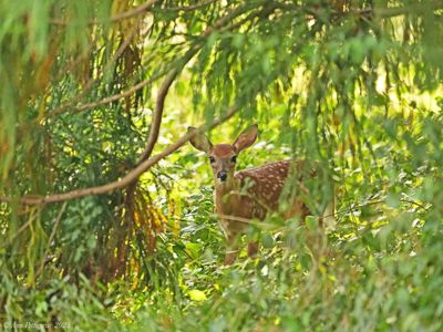White-tailed Fawn