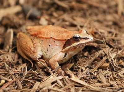 Wood Frog