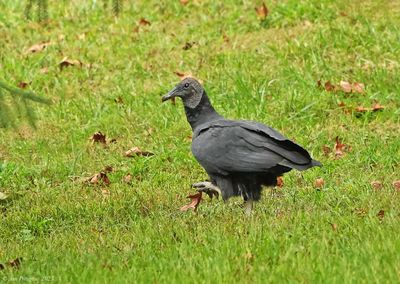 Black Vulture