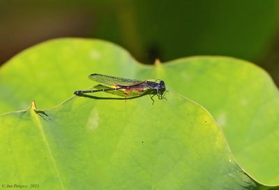 Dusky Dancer