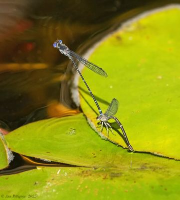 Damselflies & Spreadwings