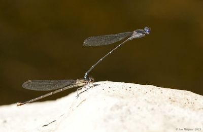Damselflies & Spreadwings