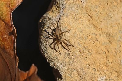 Spiders & Others