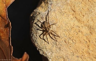 Wolf Spider
