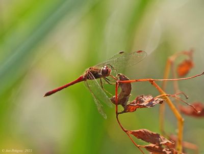 Dragonflies